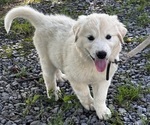 Small #2 Great Pyrenees
