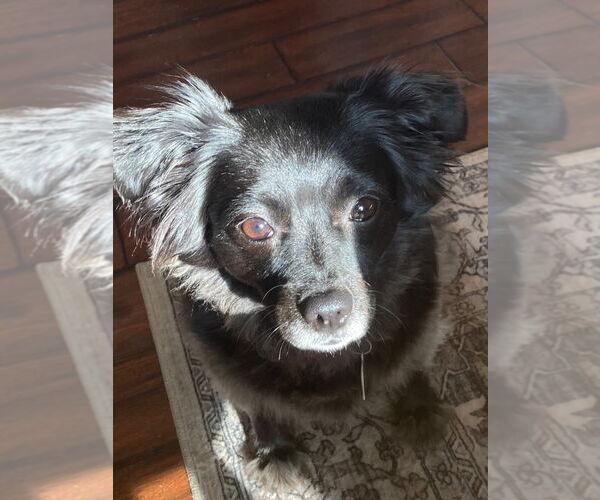Medium Photo #1 Chiweenie Puppy For Sale in Claremore, OK, USA