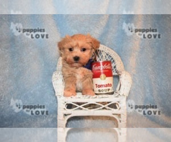 Medium Photo #13 Maltipoo-Poodle (Toy) Mix Puppy For Sale in SANGER, TX, USA