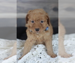 Small Photo #11 Goldendoodle (Miniature) Puppy For Sale in CRESTON, OH, USA