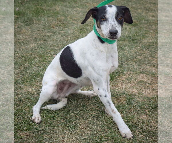 Medium Photo #8 Jack-A-Bee Puppy For Sale in Huntley, IL, USA