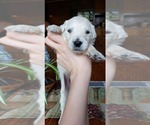 Small Photo #3 Golden Retriever Puppy For Sale in TRIVOLI, IL, USA