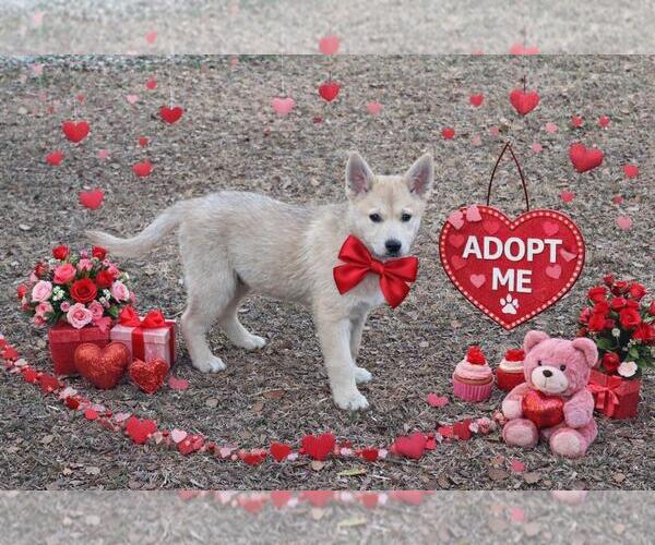 Medium Photo #2 Shiba Inu-Unknown Mix Puppy For Sale in Yardley, PA, USA