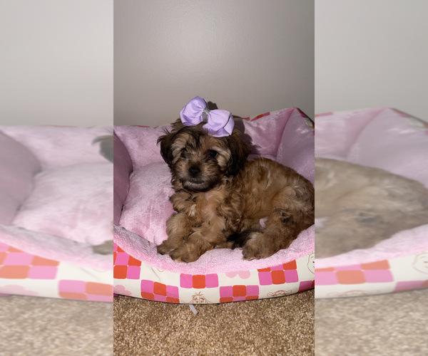 Medium Photo #1 Shorkie Tzu Puppy For Sale in WALLED LAKE, MI, USA