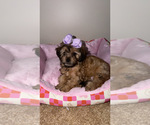 Small Photo #1 Shorkie Tzu Puppy For Sale in WALLED LAKE, MI, USA