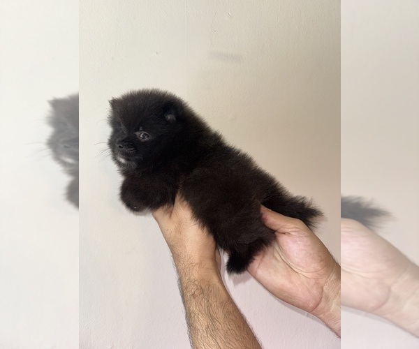 Medium Photo #6 Pomeranian Puppy For Sale in ORLANDO, FL, USA