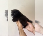 Small #5 Pomeranian