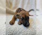 Small #1 Black Mouth Cur Mix