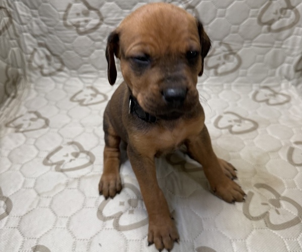 Medium Photo #4 Labrador Retriever-Rhodesian Ridgeback Mix Puppy For Sale in FRESNO, CA, USA