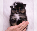 Small Photo #97 Pomeranian Puppy For Sale in WARSAW, IN, USA