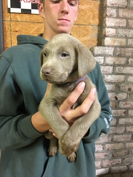 Medium Photo #1 Labrador Retriever Puppy For Sale in BOWLING GREEN, KY, USA
