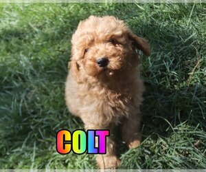 Poodle (Miniature) Puppy for sale in jasper, AR, USA