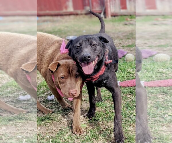 Medium Photo #4 Chinese Shar-Pei-Labrador Retriever Mix Puppy For Sale in Dana Point, CA, USA