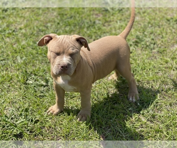 Medium Photo #14 American Bully Puppy For Sale in RAEFORD, NC, USA
