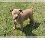 Small Photo #14 American Bully Puppy For Sale in RAEFORD, NC, USA