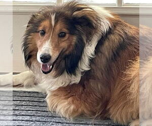 Mutt Dogs for adoption in Dublin, OH, USA