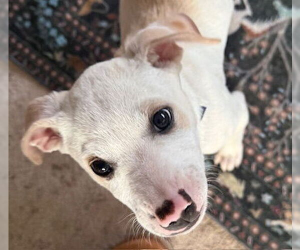 Medium Photo #2 Mutt Puppy For Sale in Princeton, MN, USA