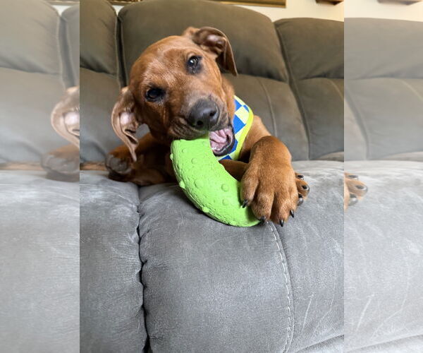 Medium Photo #3 Coonhound-Labrador Retriever Mix Puppy For Sale in Princeton, MN, USA