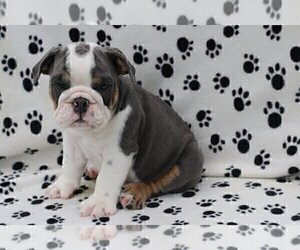 Bulldog Puppy for sale in HUDSON, OH, USA