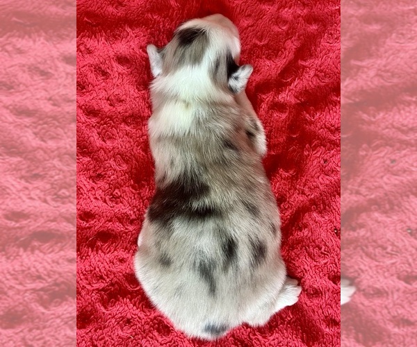 Medium Photo #8 Australian Shepherd Puppy For Sale in LODA, IL, USA
