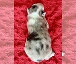 Small #7 Australian Shepherd