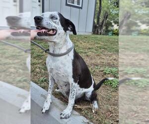 Mutt Dogs for adoption in San Antonio, TX, USA