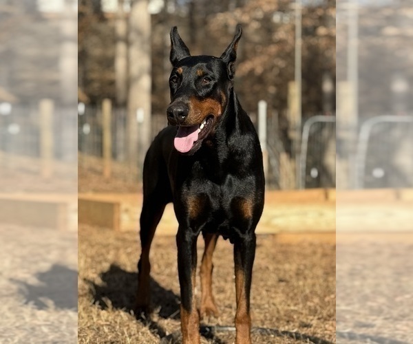 Medium Photo #5 Doberman Pinscher Puppy For Sale in NEWTON, NC, USA