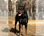 Small #4 Doberman Pinscher