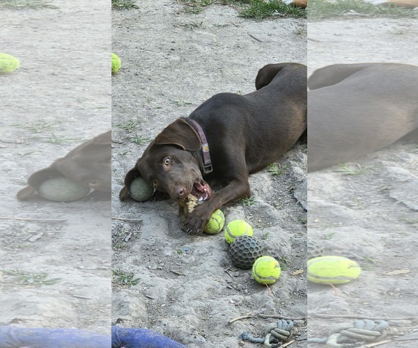 Medium Photo #3 Labrador Retriever-Unknown Mix Puppy For Sale in Oakhurst, NJ, USA