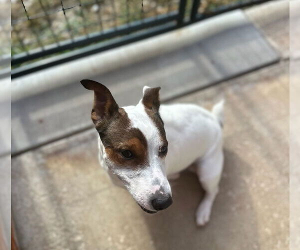 Medium Photo #3 Jack Russell Terrier Puppy For Sale in Oak Bluffs, MA, USA