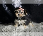 Small #5 Morkie