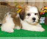 Small Photo #5 Zuchon Puppy For Sale in HAMMOND, IN, USA
