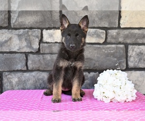 German Shepherd Dog Puppy for sale in MILLERSBURG, OH, USA