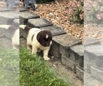 Small #13 Newfoundland