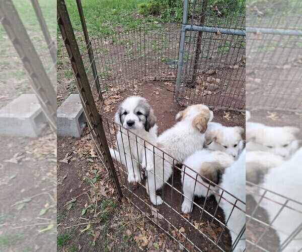 Medium Photo #23 Great Pyrenees Puppy For Sale in BANCROFT, WI, USA