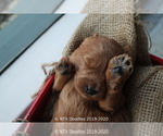 Small Photo #26 Goldendoodle Puppy For Sale in DENISON, TX, USA