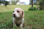 Small Photo #1 Bagle Hound Puppy For Sale in STONY POINT, NC, USA