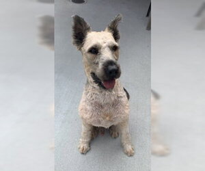 - Mix Dogs for adoption in Salinas, CA, USA