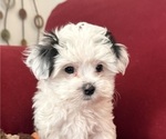 Puppy 1 Mal-Shi
