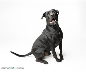 Doolie - M - Male American Bandogge mastiff Dog for Adoption - Photo #2