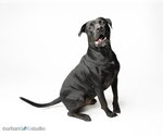 Small #1 American Bandogge mastiff
