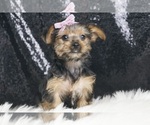 Puppy GiGi Yorkshire Terrier