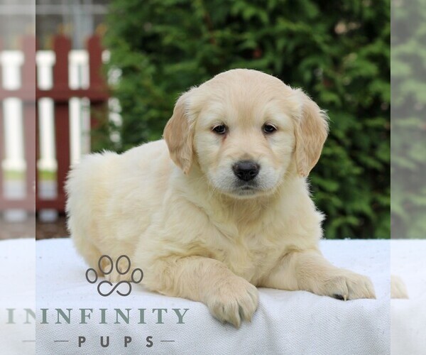 Medium Photo #3 Golden Retriever Puppy For Sale in MANHEIM, PA, USA