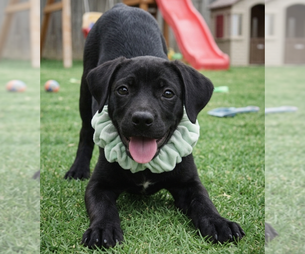 Medium Photo #3 Labrador Retriever-Unknown Mix Puppy For Sale in Grovertown, IN, USA