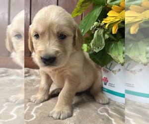 Golden Retriever Puppy for sale in NEOLA, WV, USA