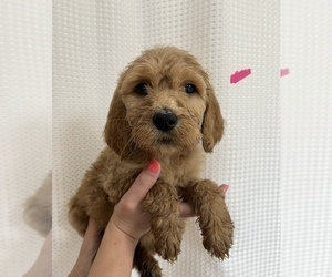 Goldendoodle Puppy for sale in ALMA, AR, USA