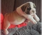 Small Photo #2 English Bulldog Puppy For Sale in GERMAN VALLEY, IL, USA