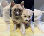 Small #55 Pomsky