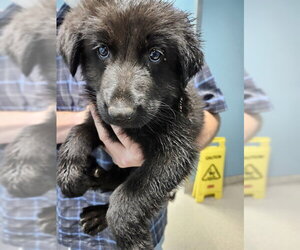 Mutt Dogs for adoption in Woodbury, NY, USA