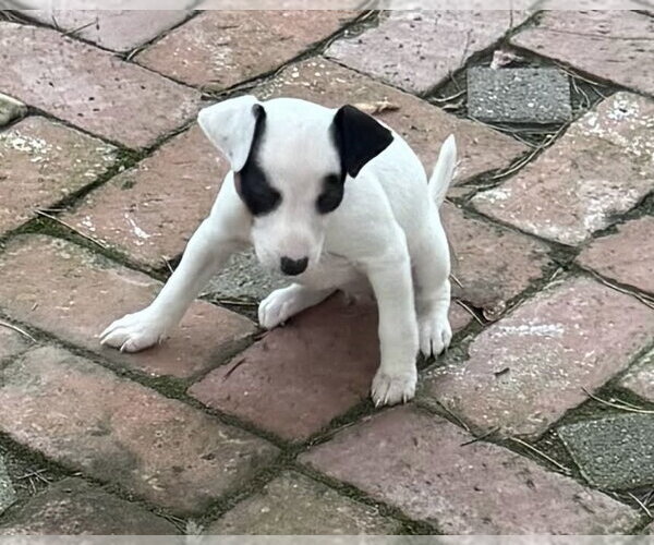 Medium Photo #3 Rat-Cha Puppy For Sale in Davis, CA, USA